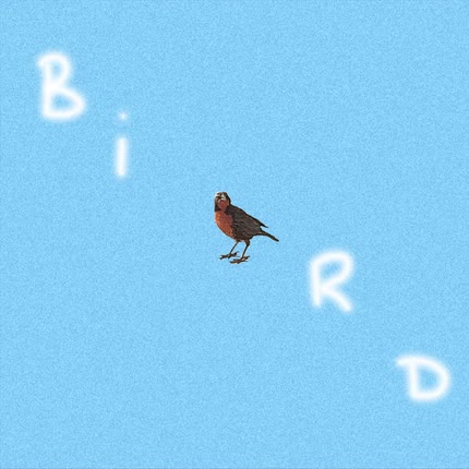 Carátula MCET - Bird