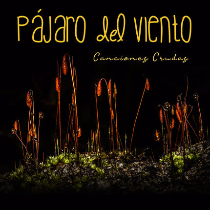 Carátula PAJARO DEL VIENTO - Canciones Crudas (Sesión en Vivo)